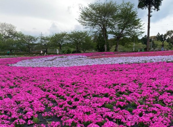 明るい日差しの中、咲き誇る芝桜。鮮やかなピンク色のグラデーションが辺り一面に広がっている