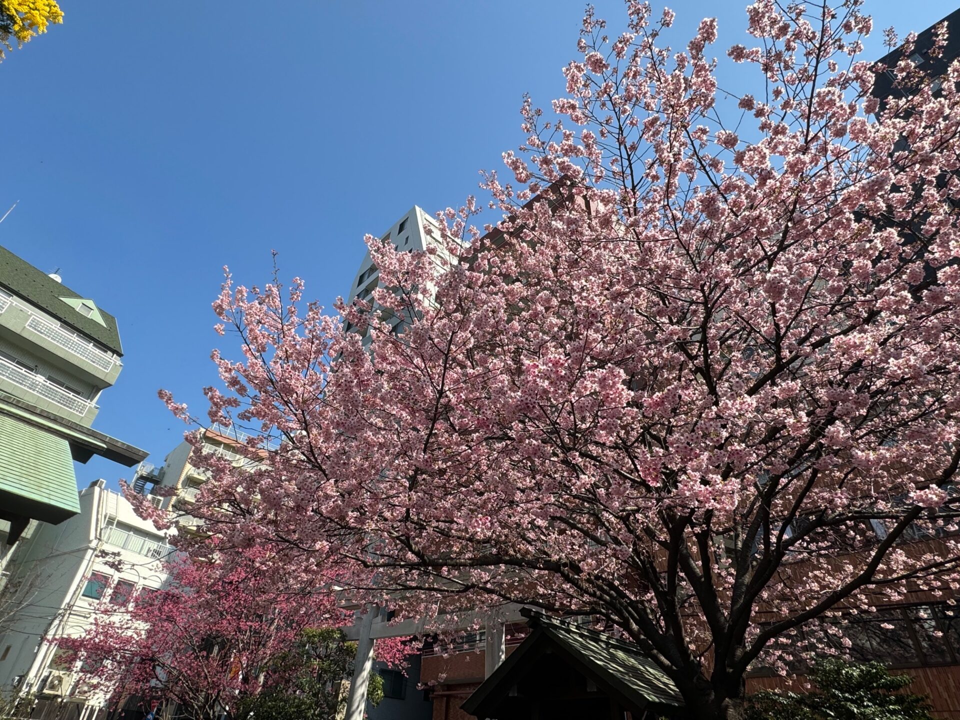 境内付近の桜の木。満開一歩てまえくらいで、やや濃いぴんくいろがきれいです