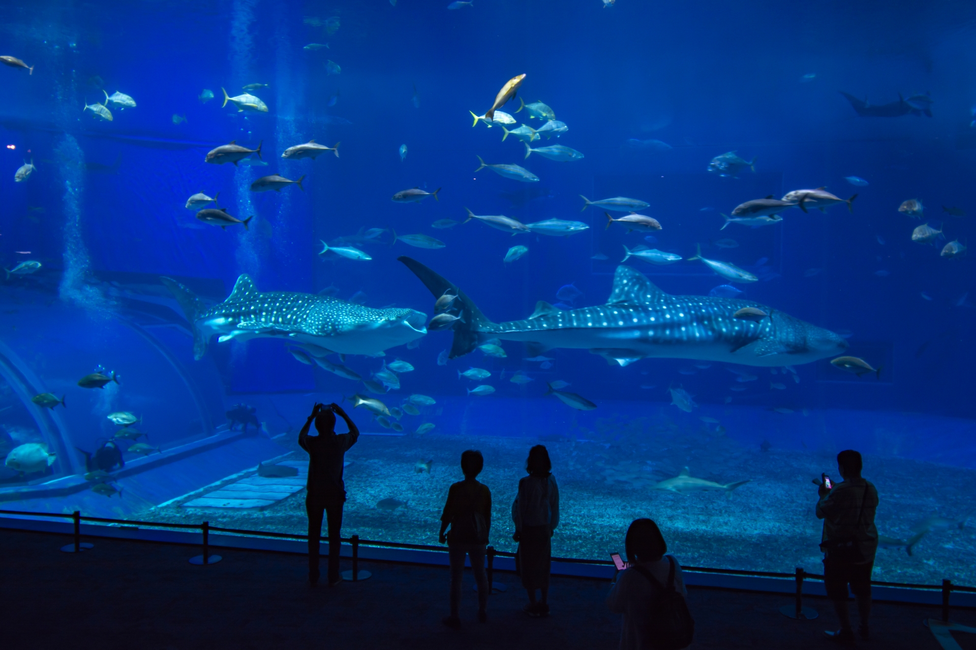 沖縄の「ちゅらうみすいぞくかん」にある巨大な水槽の中でおよぐ「ジンベイザメ」を見る人々の写真