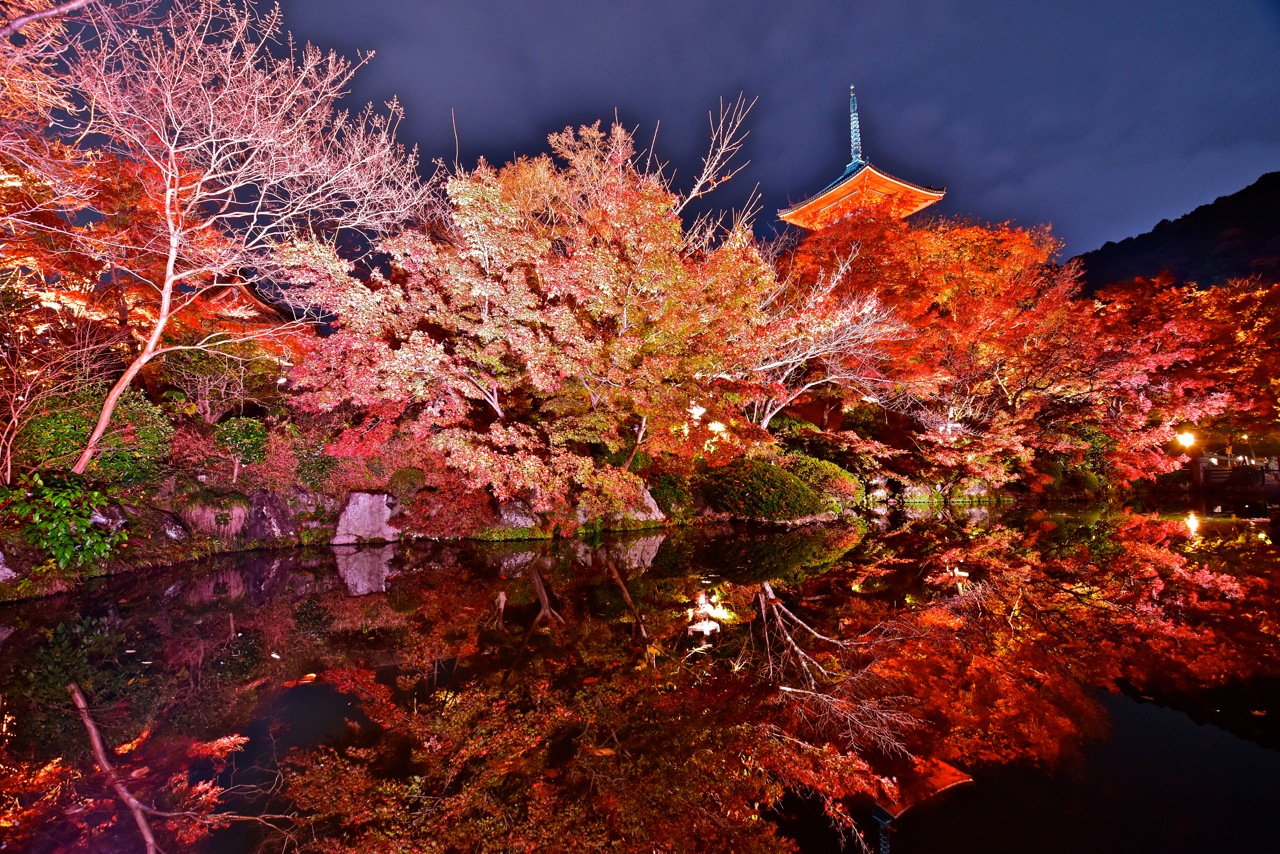 秋のきよみずでらの写真。夜に紅葉した木々の色がライトアップされていて幻想的です