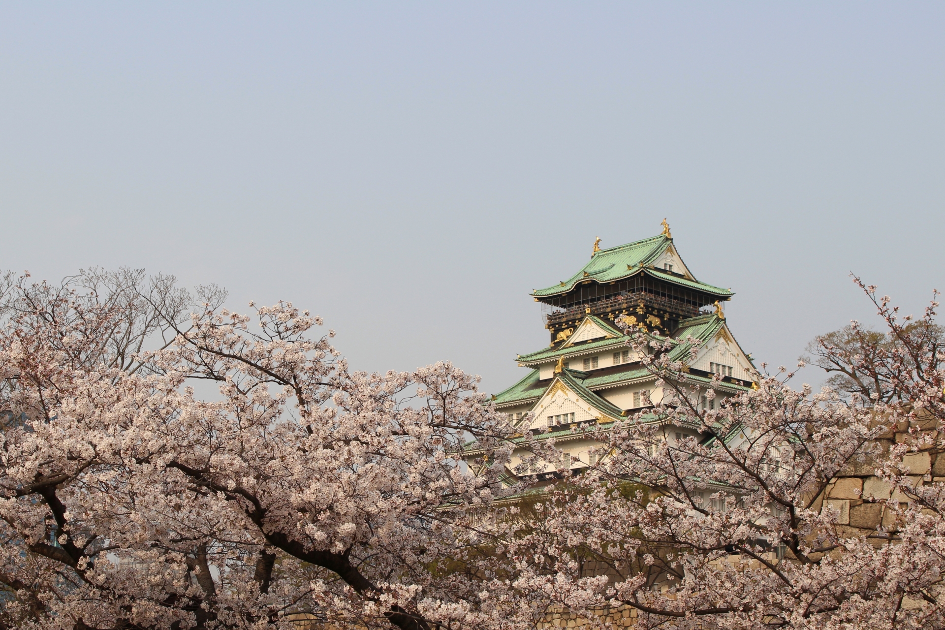 大阪じょうと桜の写真です