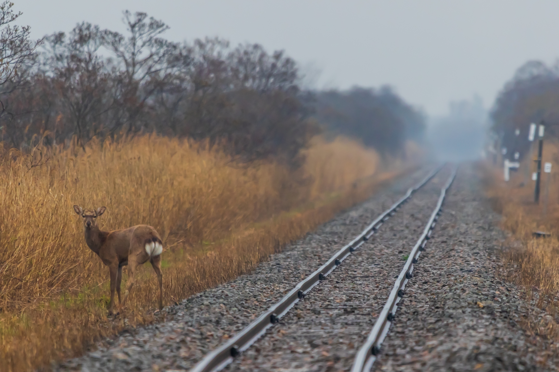 線路内に立ちいるエゾジカの写真。北海道では列車とシカやクマと衝突する事故が増加の一途をたどっています
