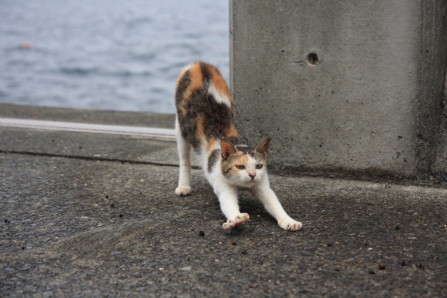 伸びをするネコの写真。なぜこの画像がトップかというと…答えは本文を読んでみてください