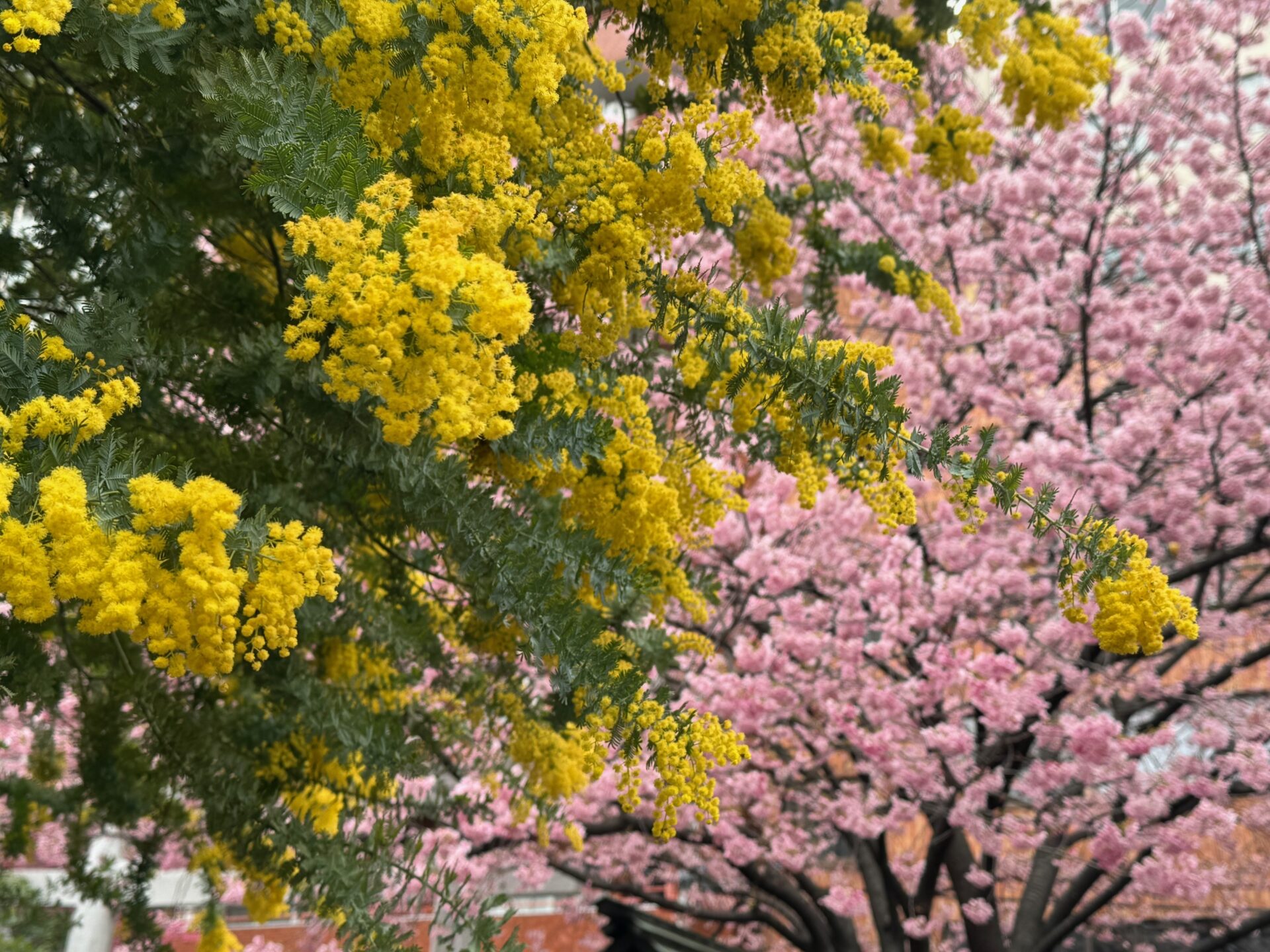 ミモザとさくらの木が重なりあう写真。画面左、手前にはミモザの木が、画面右、奥には桜の木が映っています。イエローとピンクのコントラストが春らしくてきれいです