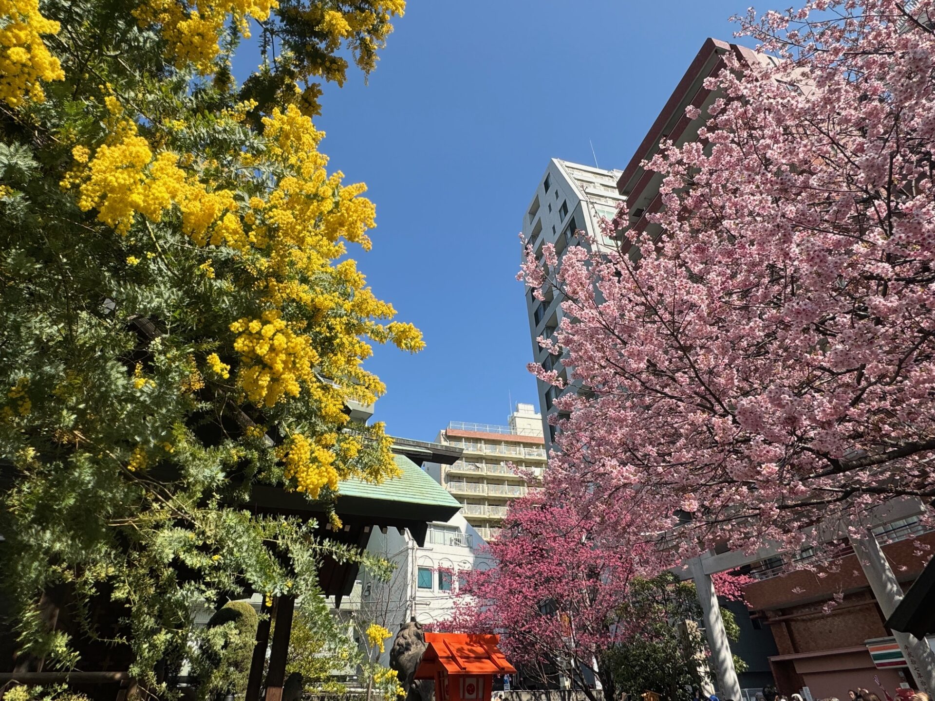 神社の境内よこから、くもひとつない青空を背景に、左にミモザ、右に桜を写した写真。ブルー、イエロー、ピンクのコントラストがきれいです