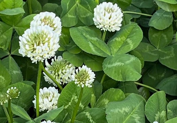 クローバーの緑色の葉と白い花の写真