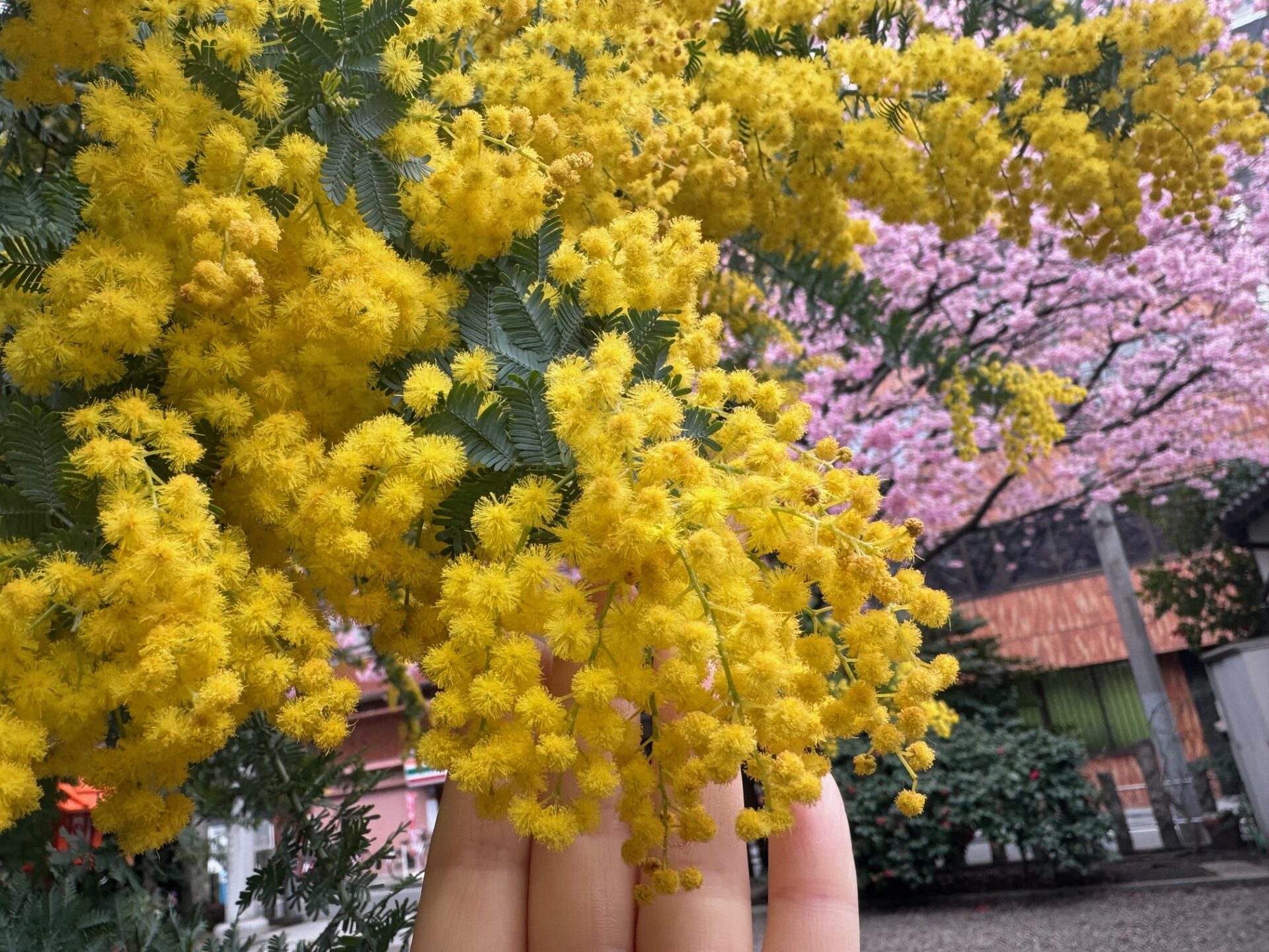 ミモザの木からたれさがったミモザの花に手を差し伸べている写真。ミモザのきいろくて丸い花が、テレビなどでよく見かける、拡大した花粉のように見えてしまいました