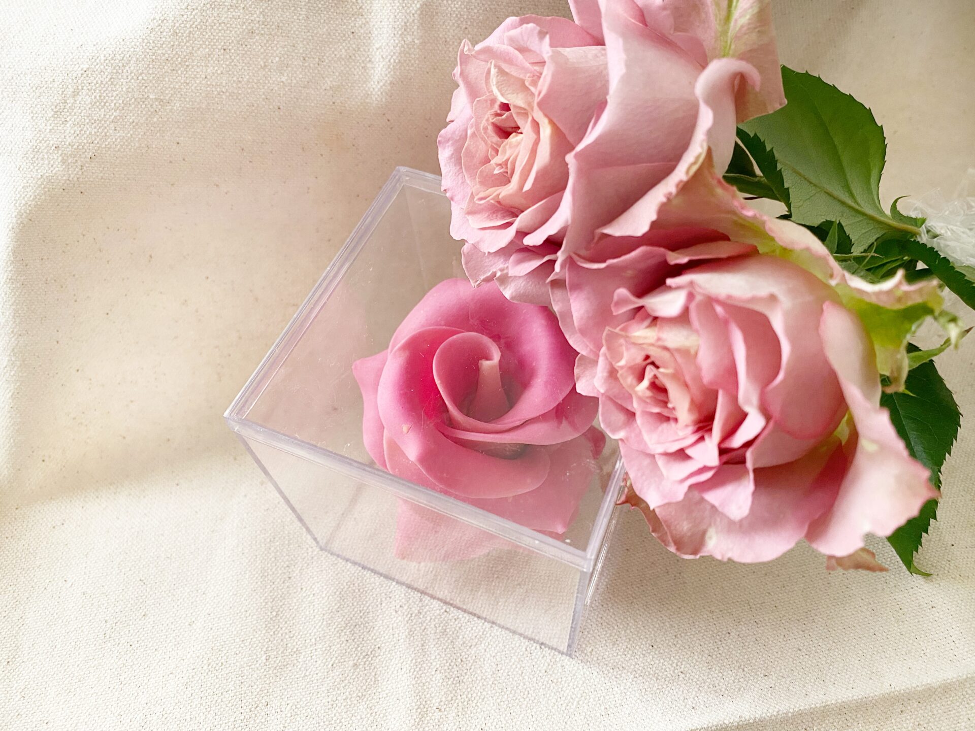 カリラフラワーチョコレートと本物のバラの写真。どちらもピンクいろです。ぱっとみた感じではそのちがいがわからないくらいそっくりです。フラワーチョコレートはいちりんのバラの花の部分が透明のアクリルケースにハイっています