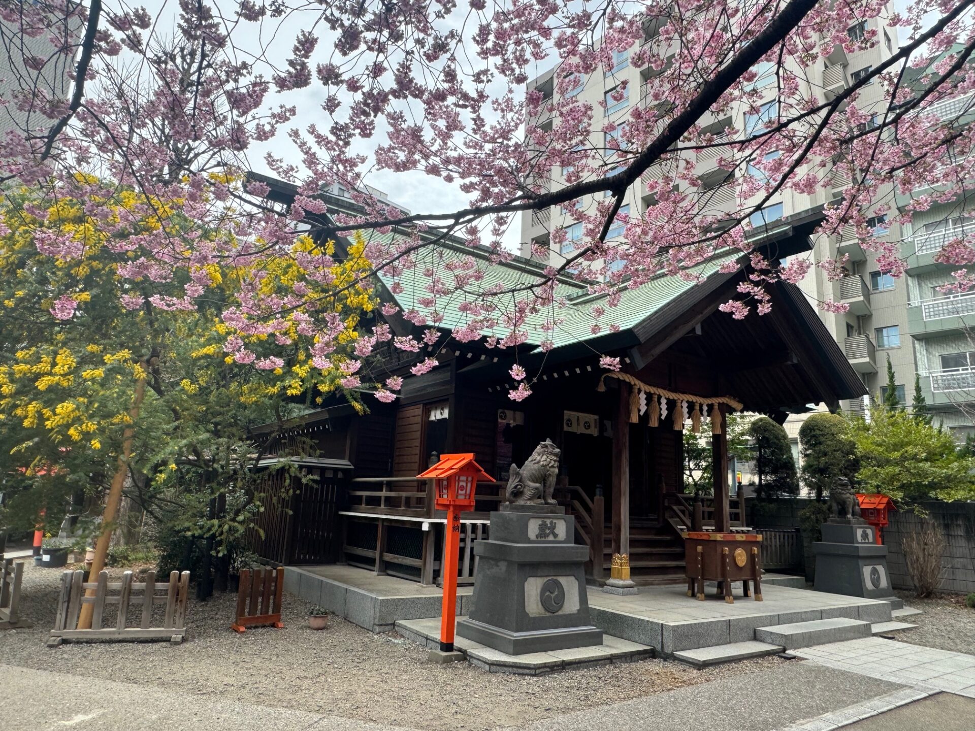 神社けいだいの写真。ミモザとさくらの木がうつりこんでいます