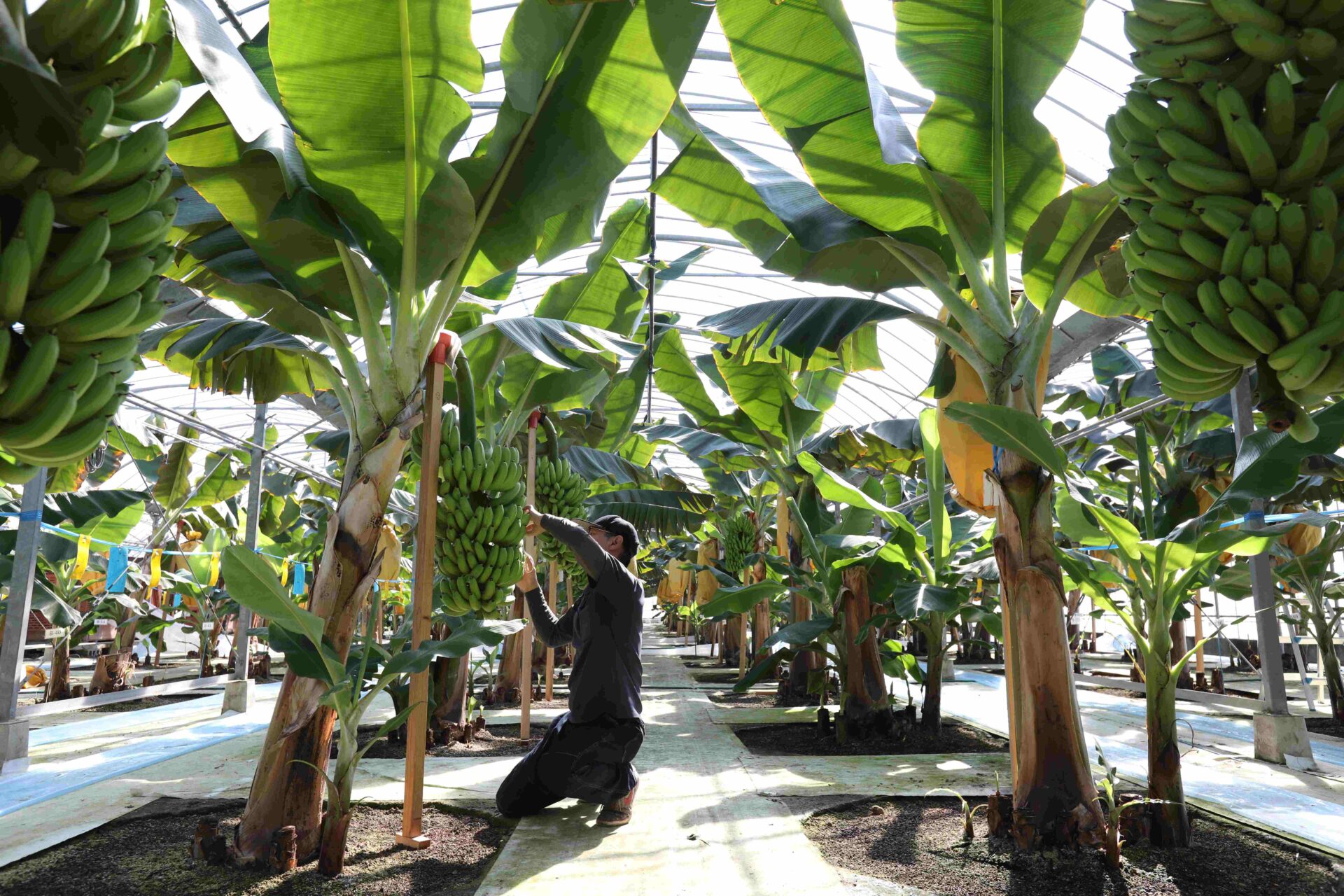 バナナ栽培の写真。バナナのふさがなんだんにもつらなっています